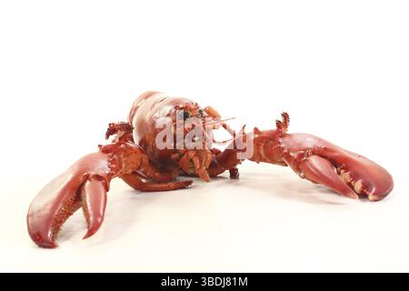 Frisch gekochter roter Hummer auf weißem Hintergrund Stockfoto