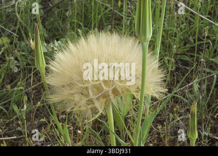 Buckbeard, Westliche Schwarzwurzel Stockfoto