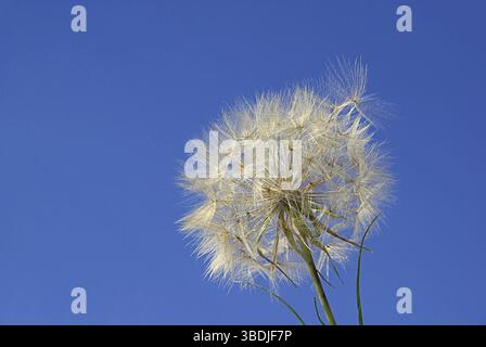 Buckbeard, Westliche Schwarzwurzel Stockfoto