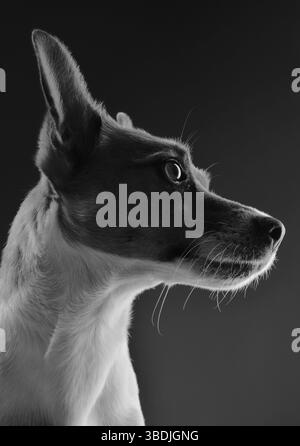 Porträt von ein Jack-Russell-Terrier in schwarz / weiß Stockfoto
