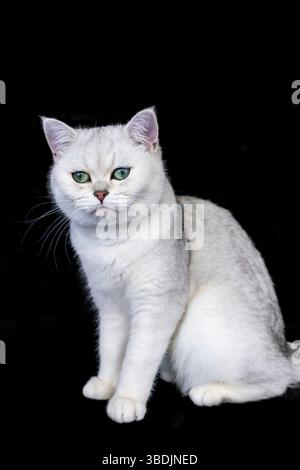 Schwarz silber shaded British Kurzhaar Katze auf schwarzem Hintergrund isoliert Stockfoto