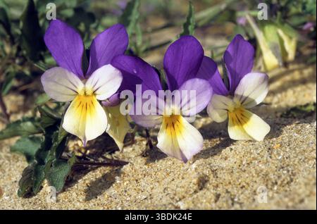 Dünen-Stiefmütterchen, Viola curtisii, Belgien, Europa Stockfoto