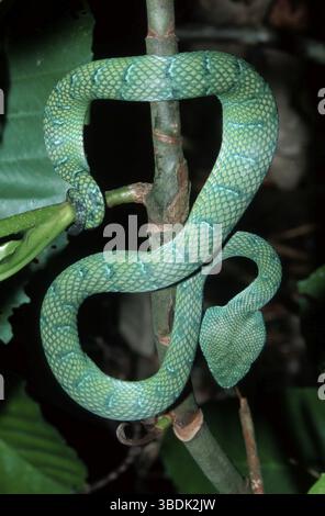 Wagler's Pit Viper, Borneo, Indonesien (Trimeresurus wagleri) (Tropidolaemus wagleri) Stockfoto