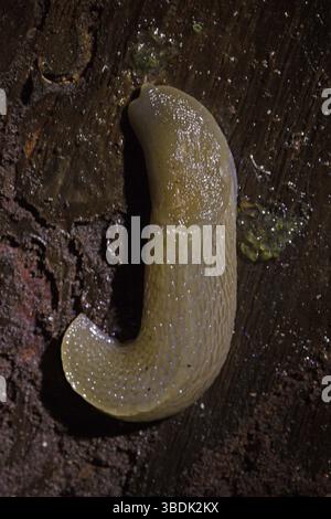 Baumschnecke (Lehmannia marginata) Stockfoto