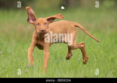 Magyar Vizsla, Welpe, Jagdfalter, kurzhaariger ungarischer Zeiger Stockfoto