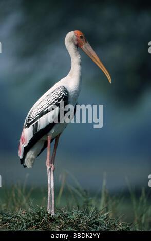 Gemalter Storch (Mycteria leucocephala), Bharatpur, Indien (Ibis leucocephalus) Stockfoto