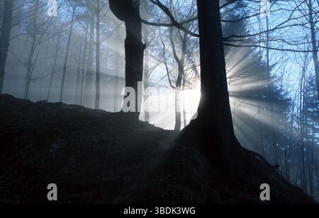 Sunrayes im Mischwald am Berg „Jochberg“, Sunrayes im Mischwald am Jochberg, Bayern, Deutschland, Europa Stockfoto