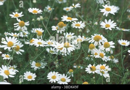 Hundefenchel, stinkende Hundekamille (Anthemis cotula), Blumen, Pflanzen, Kompositpflanzen (Asteraceae), Keime, horizontal, horizontal, Blumen Stockfoto