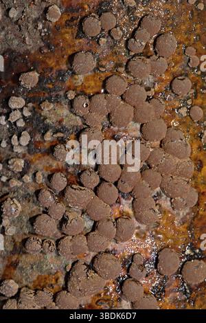 Buche (Hypoxylon fragiforme) Holzwart Stockfoto
