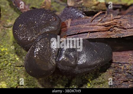 Schwarze Hexenbutter (Exidia glandulosa) Stockfoto