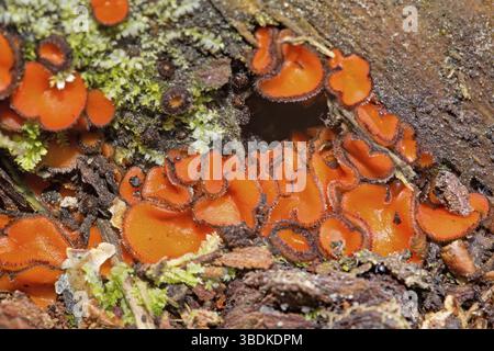 Gemeiner Schildbohrer (Scutellinia scutellata) Stockfoto