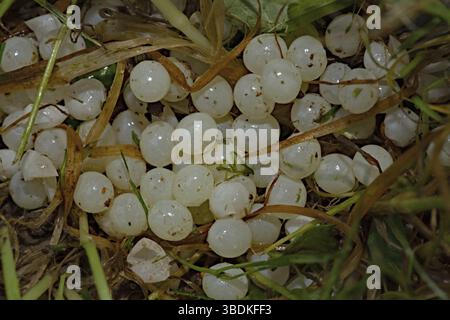 Rotschnecke (Arion rufus), Eier Stockfoto