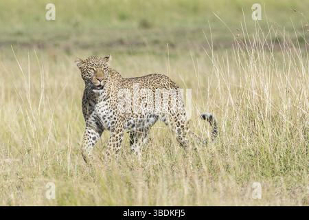 Tier, Wild, Leopard, Katze, Hintergrund, Textur, Muster, Druck, Design, Haut, Illustration, Safari, Natur, exotisch, Fell, Tierwelt, abstrakt, Kunst, Tex Stockfoto