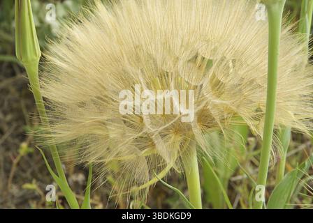 Buckbeard, Westliche Schwarzwurzel Stockfoto