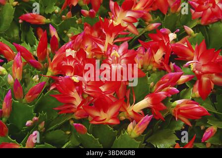 Weihnachtskaktus, Weihnachtskaktus Stockfoto