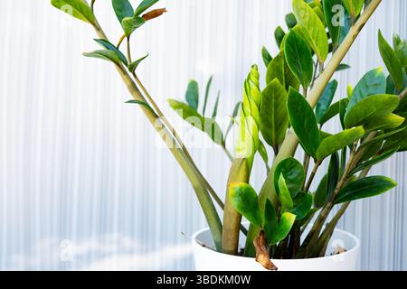Nahaufnahme eines neuen Blattes, das sich auf einer gesunden ZZ-Pflanze (Zamioculcas zamiifolia) in einem weißen Topf entfaltet. Fängt frisches Pflanzenwachstum in Innenräumen ein, Neuanfänge auf Stockfoto