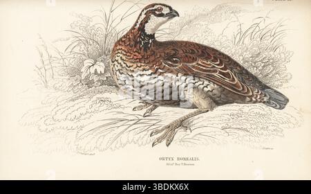 Northern Bobwhite, Virginia-Wachtel oder Bobwhite-Wachtel, Colinus virginianus. Junghuhn, Ortyx borealis, Ortyx virginianus. Exemplar im Edinburgh Royal University Museum. Handkolorierter Stahlstich von William Lizars nach einer Illustration von James Stewart aus Sir William Jardine’s Ornithology, Game Birds, Vol. XXI of the Naturalist’s Library, W.H. Lizars, Edinburgh, 1843. Stockfoto