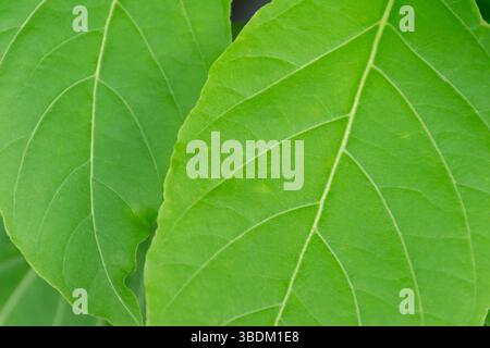 Grüne Hintergrund, grüne Farbe der Natur Pflanze und Blatt Umwelt Grün Konzept Stockfoto