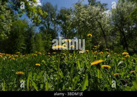 Ein blühender gelber Löwenzahn auf einem Hintergrund aus grünem Gras und Bäumen, Frühlingsblühzeit, Frühling Stadtpark Stockfoto