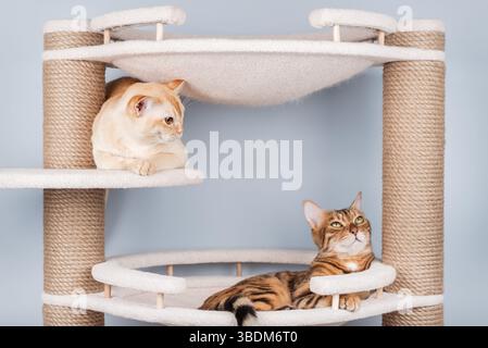 Zwei niedliche Katzen (Burmese und Bengalen) liegen zusammen auf einem mehrstöckigen Kratzbaum in einem minimalistischen Interieur. Eine warme Szene der Freundschaft und Gemütlichkeit. Stockfoto