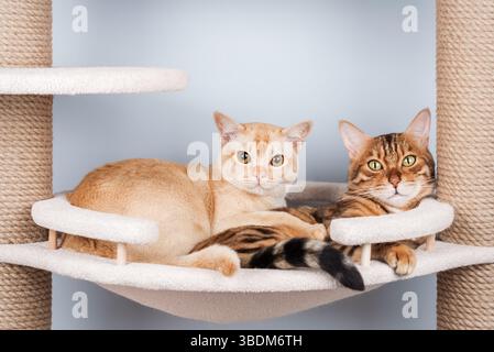 Zwei niedliche Katzen (Burmese und Bengalen) liegen zusammen auf einem mehrstöckigen Kratzbaum in einem minimalistischen Interieur. Eine warme Szene der Freundschaft und Gemütlichkeit. Stockfoto