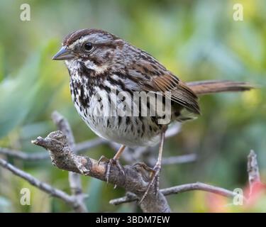 Song Sparrow, Erwachsener, der auf niedrigem Sträucher hockt. McClellan Ranch Preserve, Santa Clara County, Kalifornien. Stockfoto