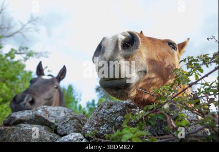 Pferde, die hinter dem Steinzaun herausgucken. Lustige Nahaufnahme mit Weitwinkelobjektiv Stockfoto