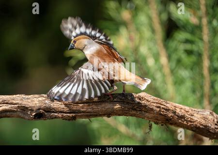 Coccothraustes Coccothraustes, Kernbeißer Stockfoto