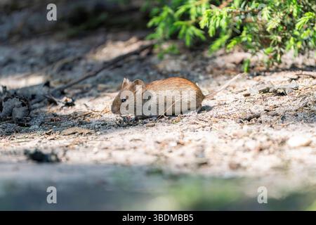 maulwurm, Clethrionomys glareolus Stockfoto