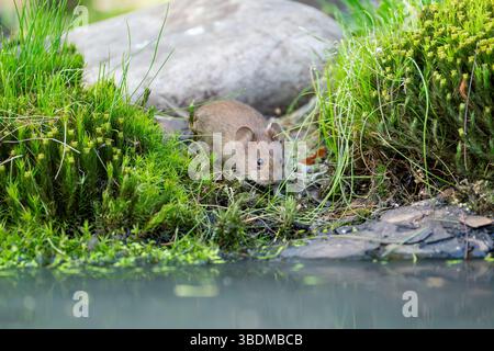 maulwurm, Clethrionomys glareolus Stockfoto