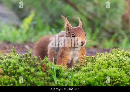 Rotes Eichhörnchen, Sciurus vulgaris Stockfoto