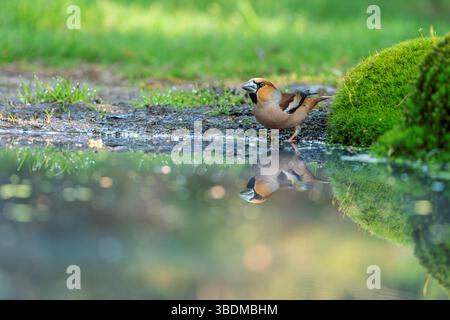 Coccothraustes Coccothraustes, Kernbeißer Stockfoto