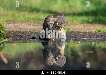 Accipiter nisus, Eurasischer Sparrowhawk Stockfoto