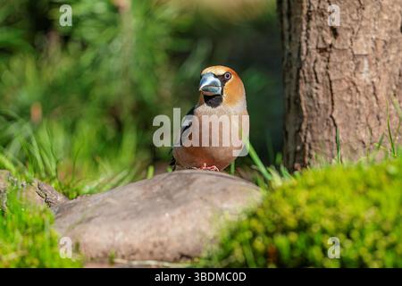 Coccothraustes Coccothraustes, Kernbeißer Stockfoto