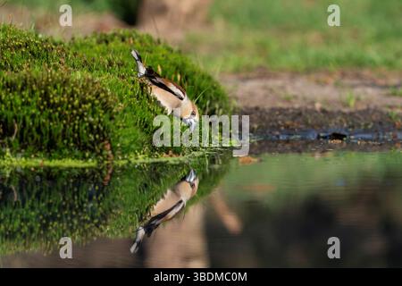 Coccothraustes Coccothraustes, Kernbeißer Stockfoto