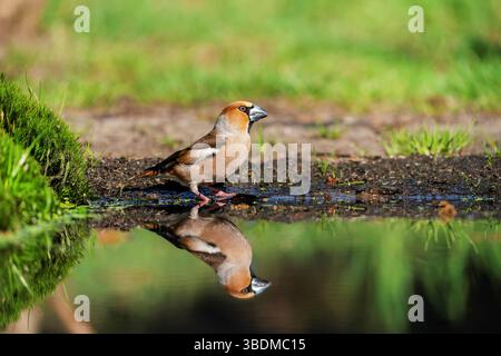 Coccothraustes Coccothraustes, Kernbeißer Stockfoto