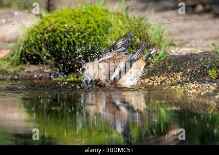 Coccothraustes Coccothraustes, Kernbeißer Stockfoto