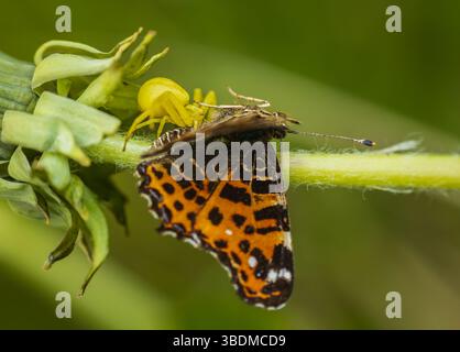 Goldene Krabbenspinne, Misumena vatia Spinne Fang Karte Schmetterling auf Löwenzahn Blume. Gelbe Tiertarnen, tschechischer Hintergrund für Makrotiere Stockfoto
