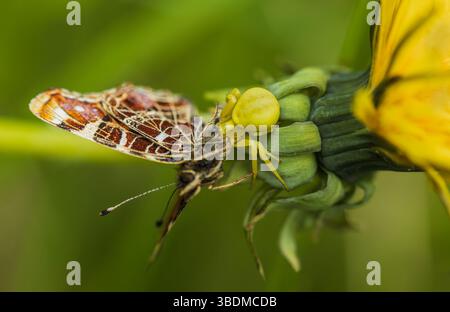 Goldene Krabbenspinne, Misumena vatia Spinne Fang Karte Schmetterling auf Löwenzahn Blume. Gelbe Tiertarnen, tschechischer Hintergrund für Makrotiere Stockfoto