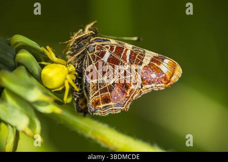 Goldene Krabbenspinne, Misumena vatia Spinne Fang Karte Schmetterling auf Löwenzahn Blume. Gelbe Tiertarnen, tschechischer Hintergrund für Makrotiere Stockfoto