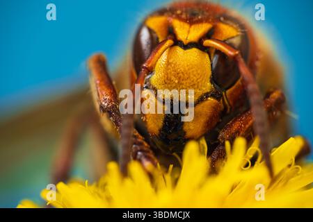 Hornet, vespa-Insekt sitzt auf Löwenzahn-Blume mit blauem Hintergrund. Makro, Tierhintergrund Stockfoto