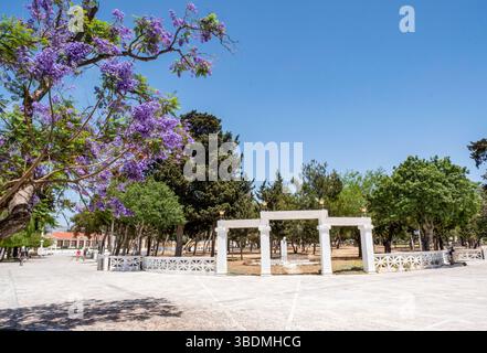 Blühende Jacaranda mimosifolia Bäume, 28. Oktober Platz, Paphos Altstadt, Zypern Stockfoto