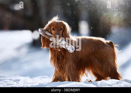 Roter Spaniel spielt draußen im Winter auf dem Schnee mit einem Stock Stockfoto