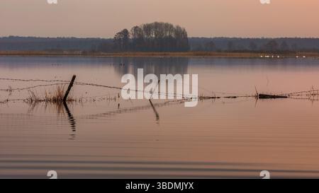 Morgenruhe über überfluteten Wiesen des Flusses Biebrza in Polen – eine ruhige Szene mit Wasserspiegeln und einem Zaun unter Wasser. Stockfoto