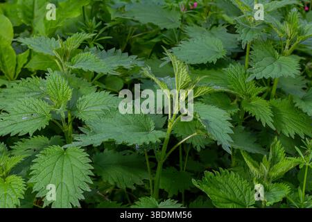 Urtica dioica oder Brennnessel im Garten. Stachelnessel, eine Heilpflanze, die als blutende, diuretische, antipyretische, Wundheilung verwendet wird, Stockfoto