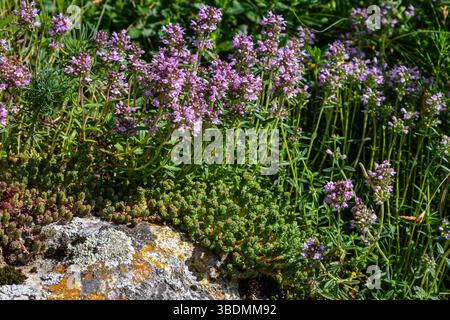 Blühender Duft Thymus serpyllum, Breckland Wildthymian, Kriechthymian oder Elfinthymian Nahaufnahme, Makrofoto. Wunderschönes Essen und Heilpflanze i Stockfoto