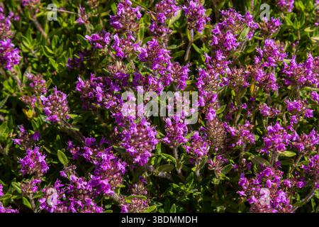 Blühender Duft Thymus serpyllum, Breckland Wildthymian, Kriechthymian oder Elfinthymian Nahaufnahme, Makrofoto. Wunderschönes Essen und Heilpflanze i Stockfoto