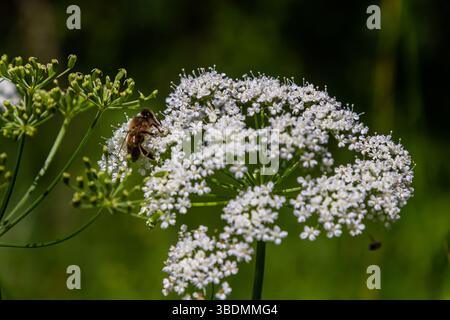 Weiße Blütenstände und grüne Blätter der Pflanze Aethusa cynapium. Stockfoto