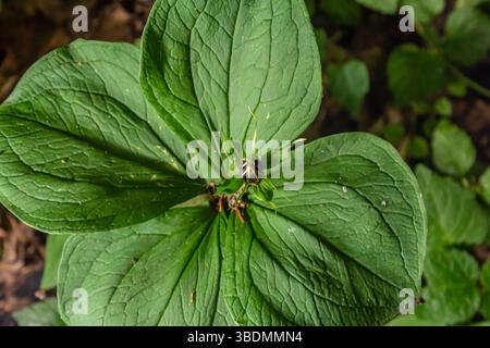 Sehr giftige Pflanze Rabenauge vierblättrige Paris quadrifolia auch bekannt, Beere oder True Lovers Knot wächst in der Wildnis in einem Wald. Stockfoto