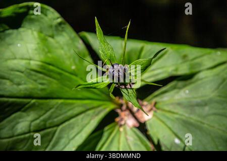 Sehr giftige Pflanze Rabenauge vierblättrige Paris quadrifolia auch bekannt, Beere oder True Lovers Knot wächst in der Wildnis in einem Wald. Stockfoto